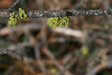 Image showing Foliage on twig