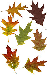 Image showing autumn oak leafs