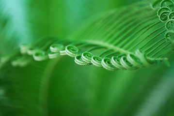 Image showing young cycas leaf