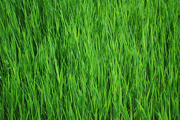 Image showing green grass