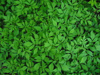 Image showing leafy background