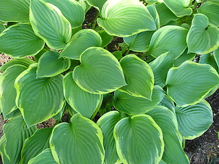 Image showing leafy background