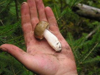 Image showing mushroom in hand
