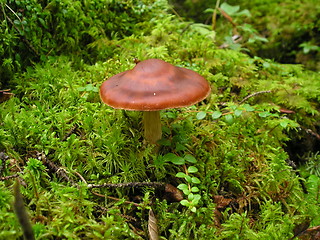 Image showing rusty brown mushroom