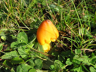 Image showing bright yellow mushroom