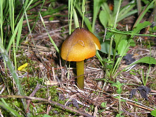 Image showing yellow mushroom