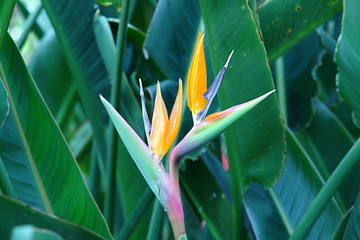 Image showing fancy flowers