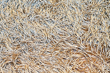 Image showing Spaghetti carpet