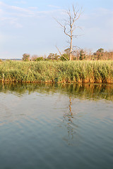 Image showing Tree Reflection