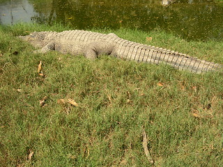 Image showing Crocodile