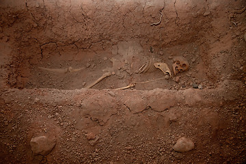 Image showing Skeleton In Mass Grave