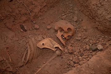 Image showing Skeleton In Mass Grave