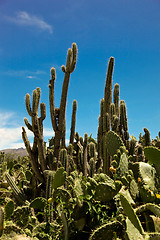 Image showing Cactus In The Andes