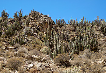 Image showing Cactus In The Andes