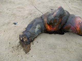 Image showing Dead Seal