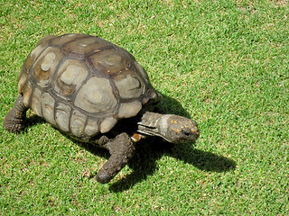 Image showing Turtle