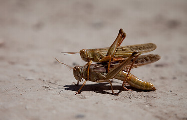 Image showing Big Grasshoppers