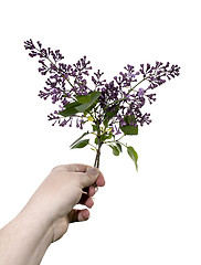 Image showing Violet lilacs