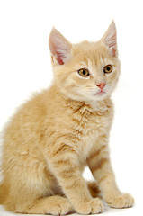 Image showing Kitten