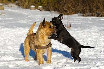 Image showing Two dogs playing