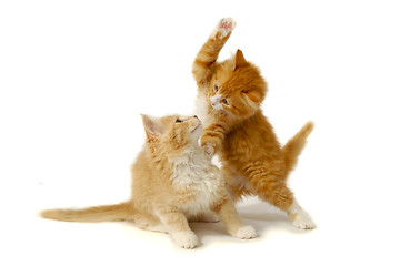 Image showing Fighting kittens