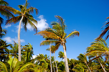 Image showing Palm forest