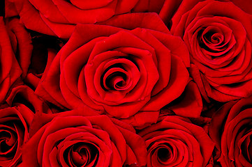 Image showing Rose background.