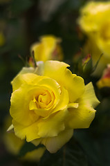 Image showing Rose