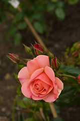 Image showing Rose