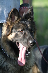 Image showing German Shepherd