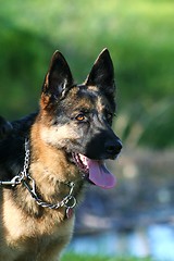 Image showing German Shepherd