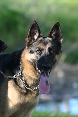 Image showing German Shepherd