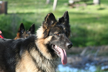 Image showing German Shepherd