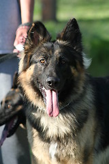 Image showing German Shepherd