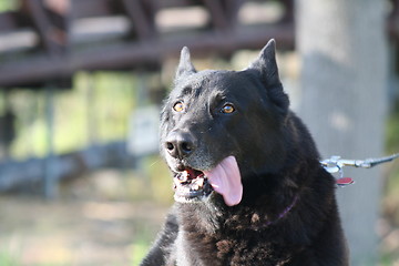 Image showing German Shepherd