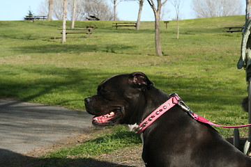 Image showing Pitbull Dog