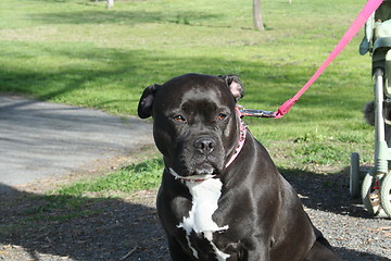 Image showing Pitbull Dog