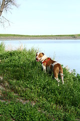 Image showing Pitbull Dog