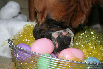 Image showing Boxer Dog