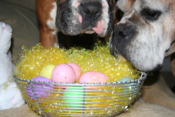 Image showing Boxer Dog