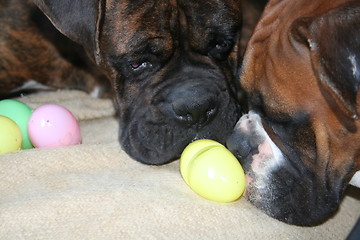 Image showing Boxer Dog