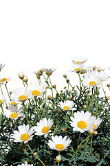 Image showing Fresh Daisies isolated on white background