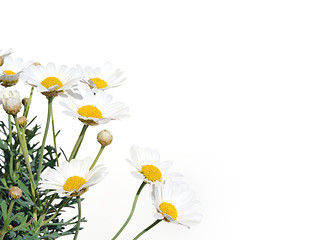 Image showing Fresh Daisies isolated on white background
