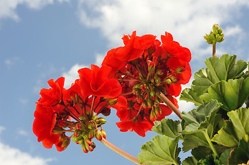 Image showing Red garden geranium - Pelargonium over blue sky