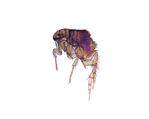 Image showing Microscope-Flea (Ctenocephalides)