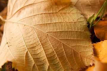 Image showing Leaf