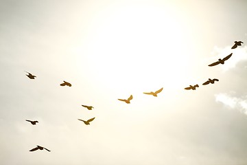 Image showing Birds