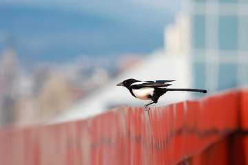 Image showing Magpie