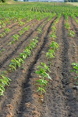 Image showing Agriculture