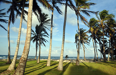 Image showing grove of coconut trees by beach corn island